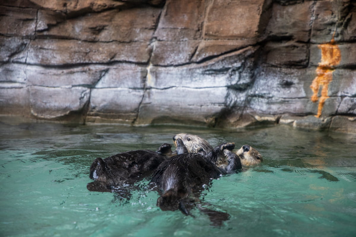 Ruby and Sekiu floating on their backs together.