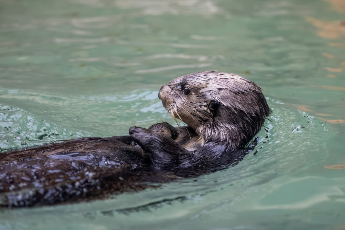 Ruby floating on her back.