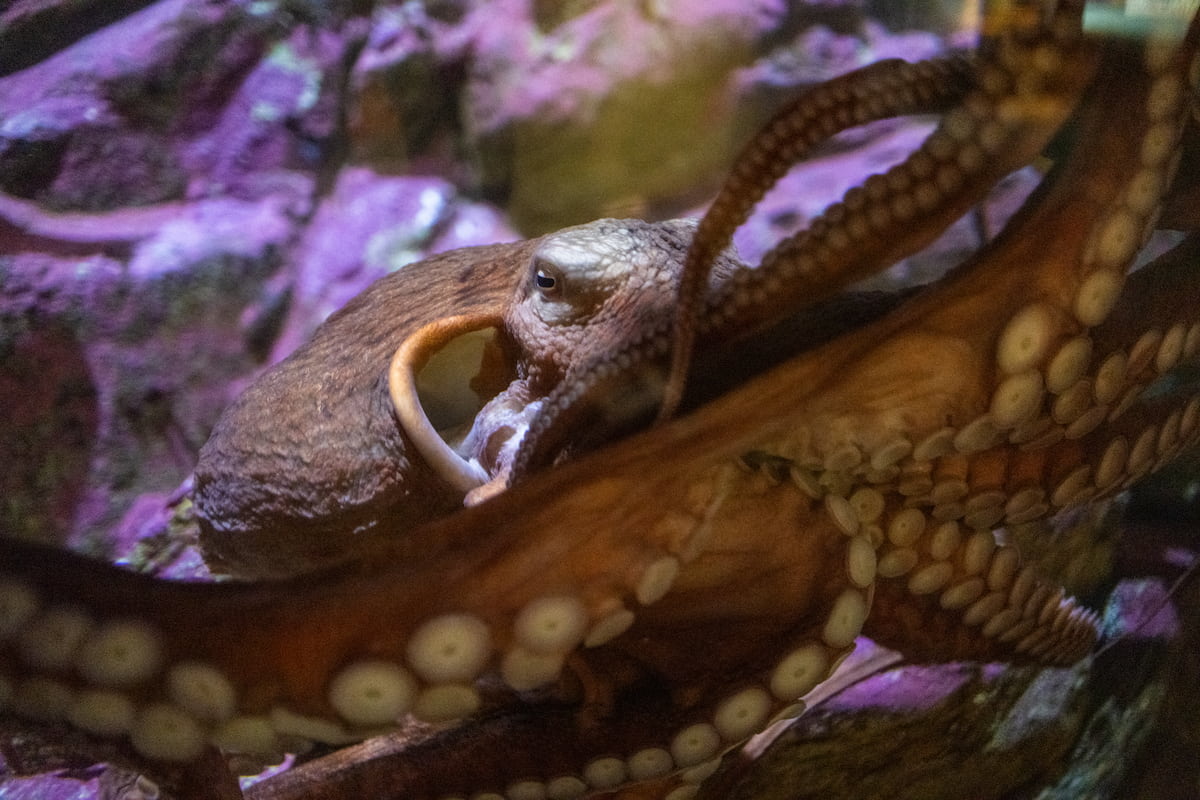 A giant Pacific octopus.