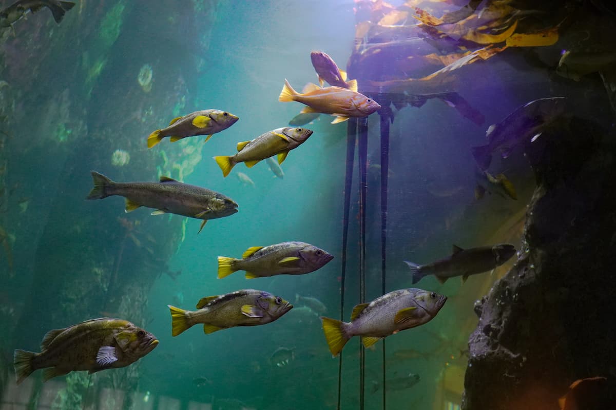 Rockfish swimming in the Window on Washington Waters habitat.