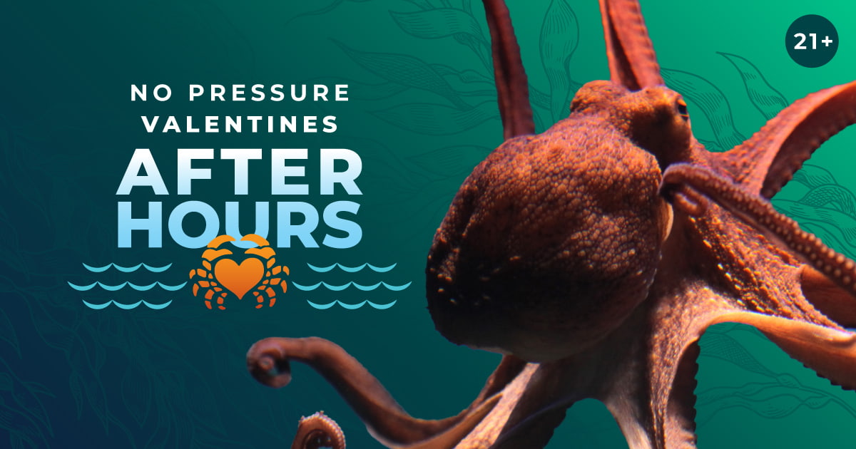 After Hours Premier: No Pressure Valentines event image
