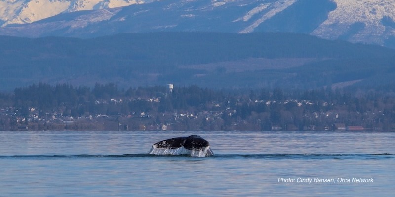 The tail of a grey whale poking out of the water.