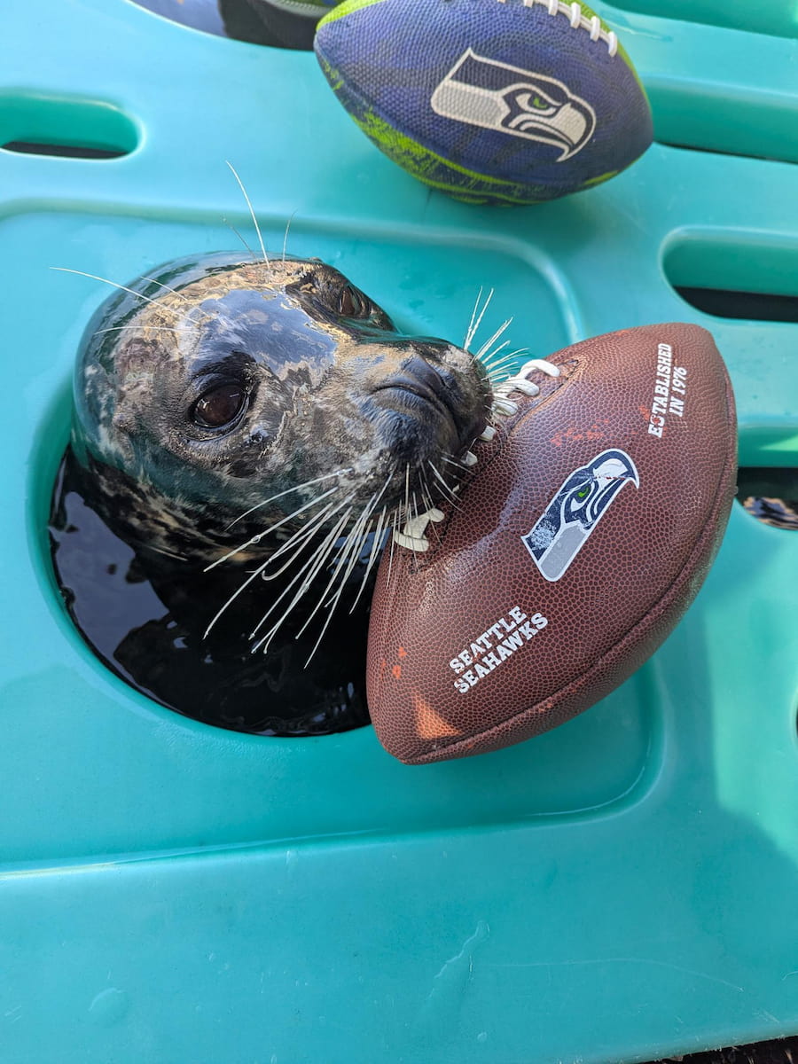 Harbor seal Hogan holding a football in his mouth.
