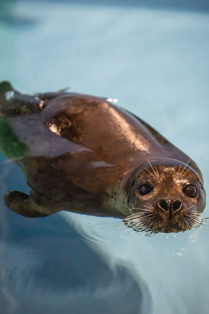 Flounder poking his head out of the water.