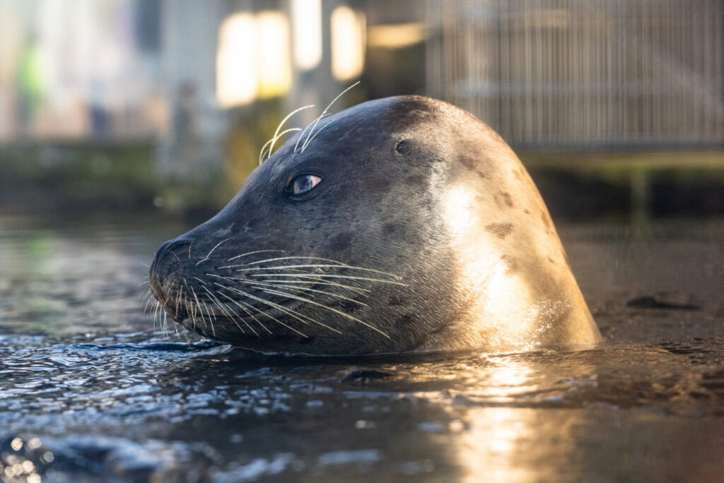 Harbor seal Flounder poking his head out of the water.
