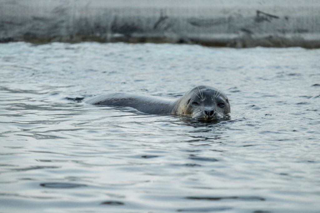 Harbor seal Flounder swimming.