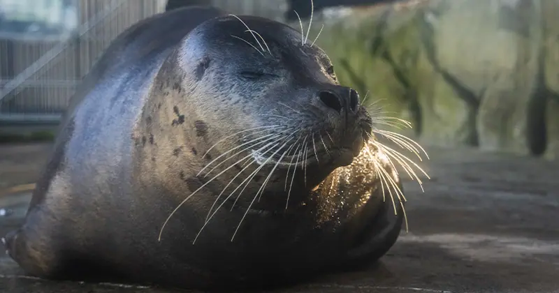 Flounder, a harbor seal at the Seattle Aquarium, laying flat with his head slightly lifted, eyes closed, on a haul out spot within the harbor seal habitat at the Aquarium.