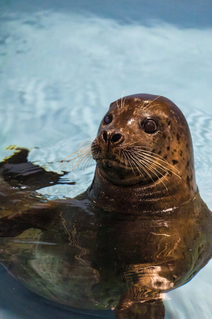 Flounder the harbor seal floating in his habitat.