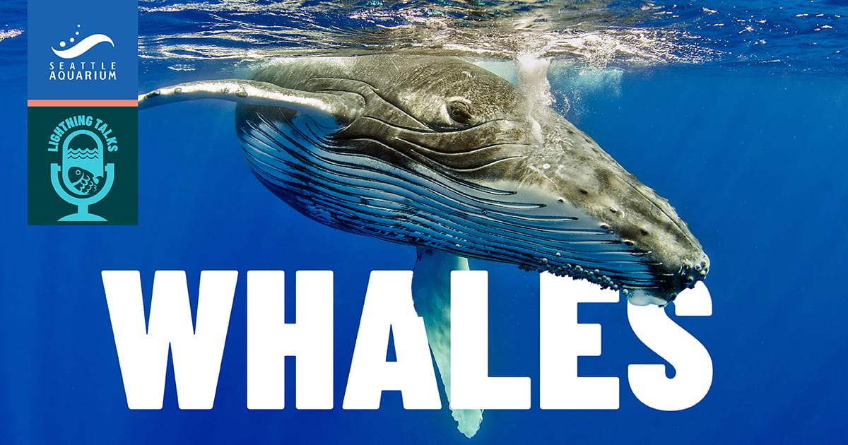 Lightning Talks: Whales event image
