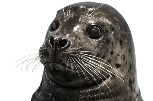 Flounder, a harbor seal at the Seattle Aquarium, holding his head up and looking slightly to the side.
