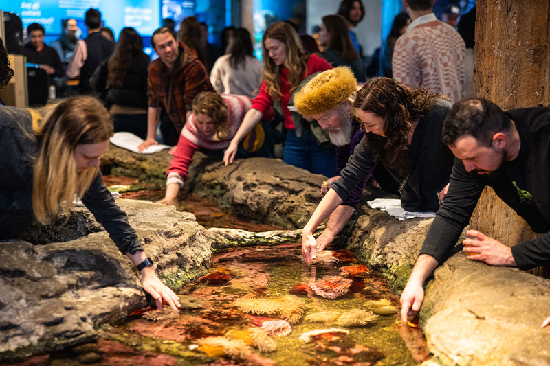 Adult guests attending a Seattle Aquarium After Hours event lean over a tidepool habitat at the Aquarium's Life on the Edge area, gently reaching in to touch some of the animals under the water.