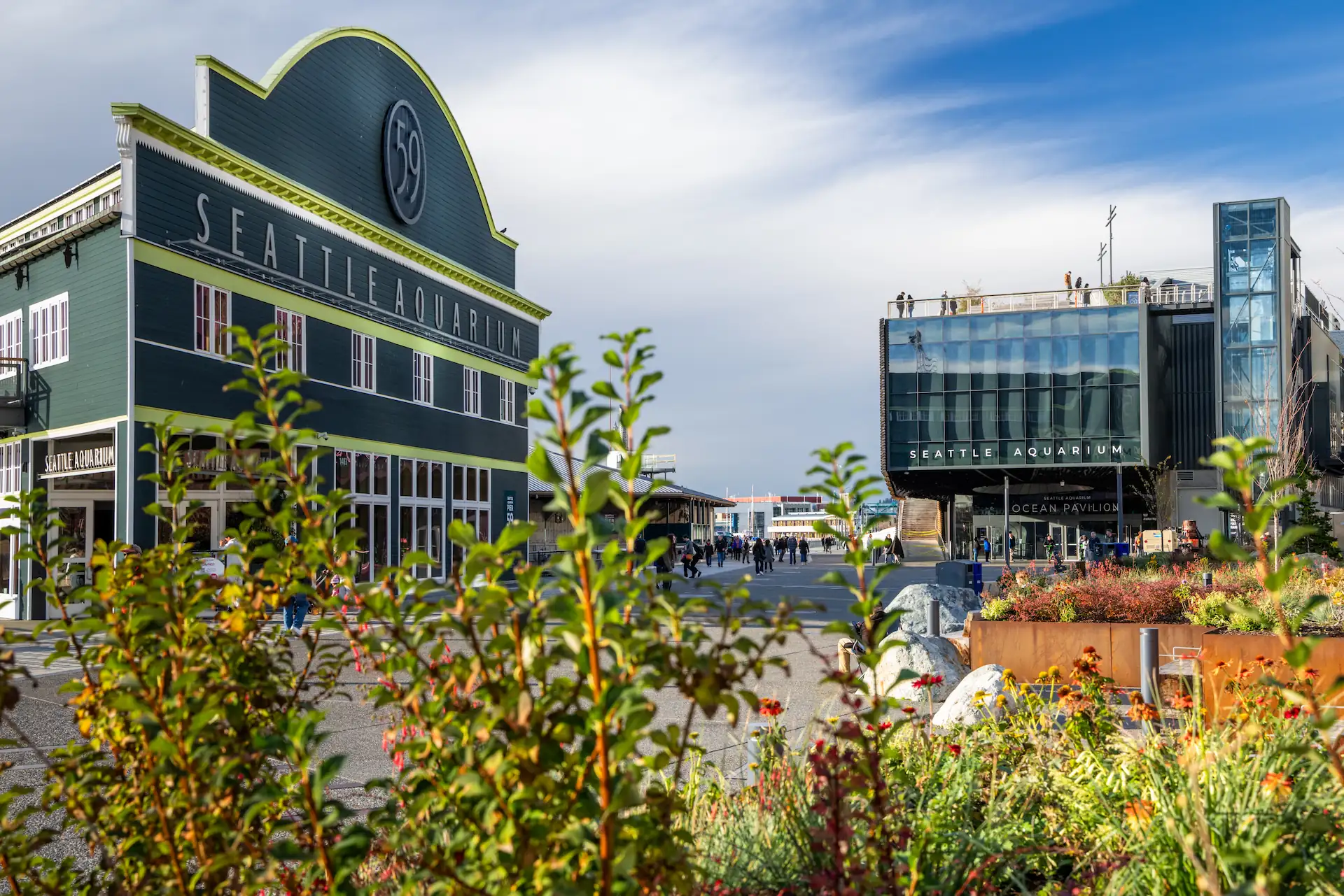 The Seattle Aquarium's Pier 59 and Ocean Pavilion Buildings viewed from Alaskan Way with plants in the foreground.