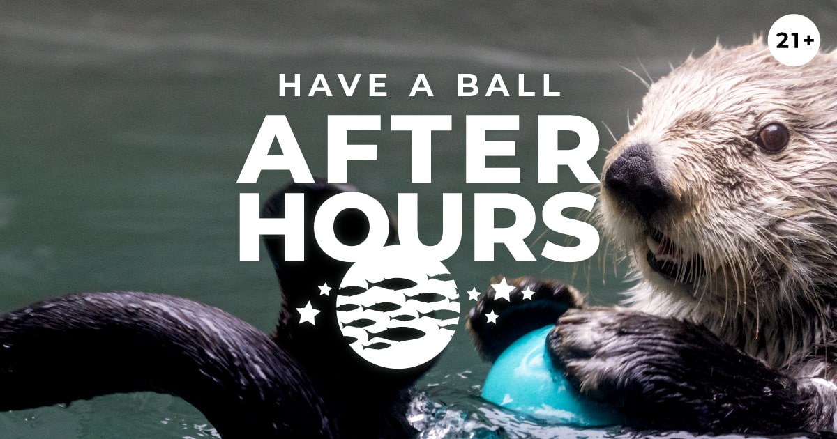 After Hours: Have a Ball event image