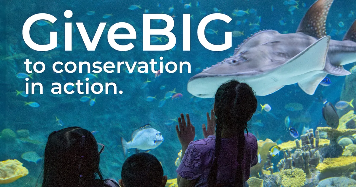 Give big to conservation in action. Photo of three children looking closely at a bowmouth guitarfish swimming past them in a large habitat at the Seattle Aquarium.