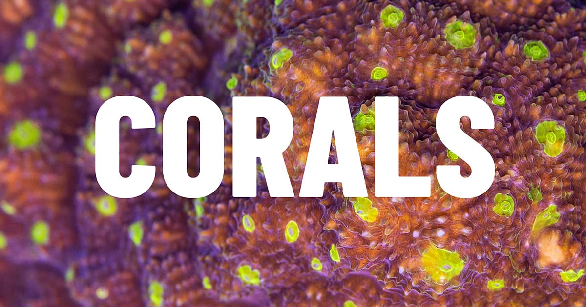 Lightning Talks: Corals event image