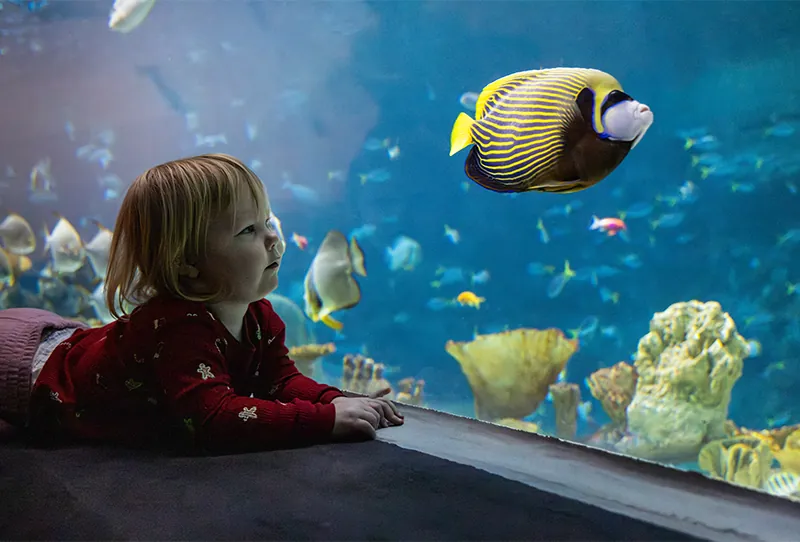 admission-child-ocean-pavilion