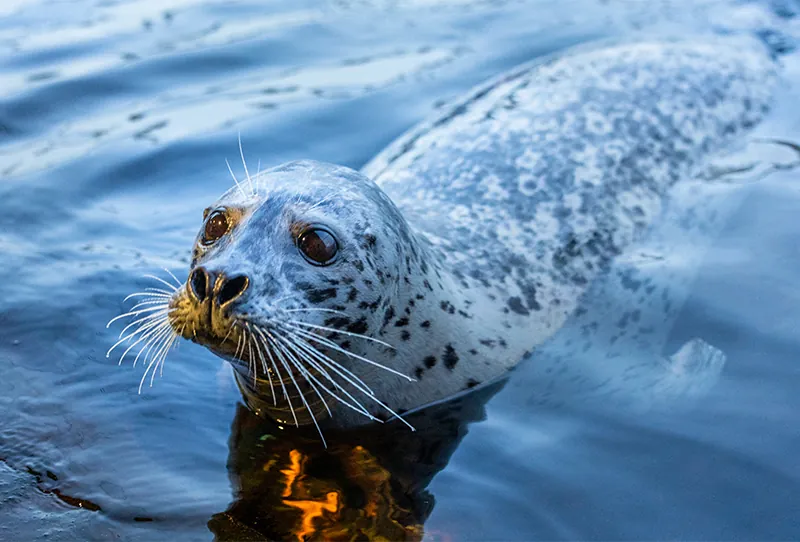 admission-harbor-seal