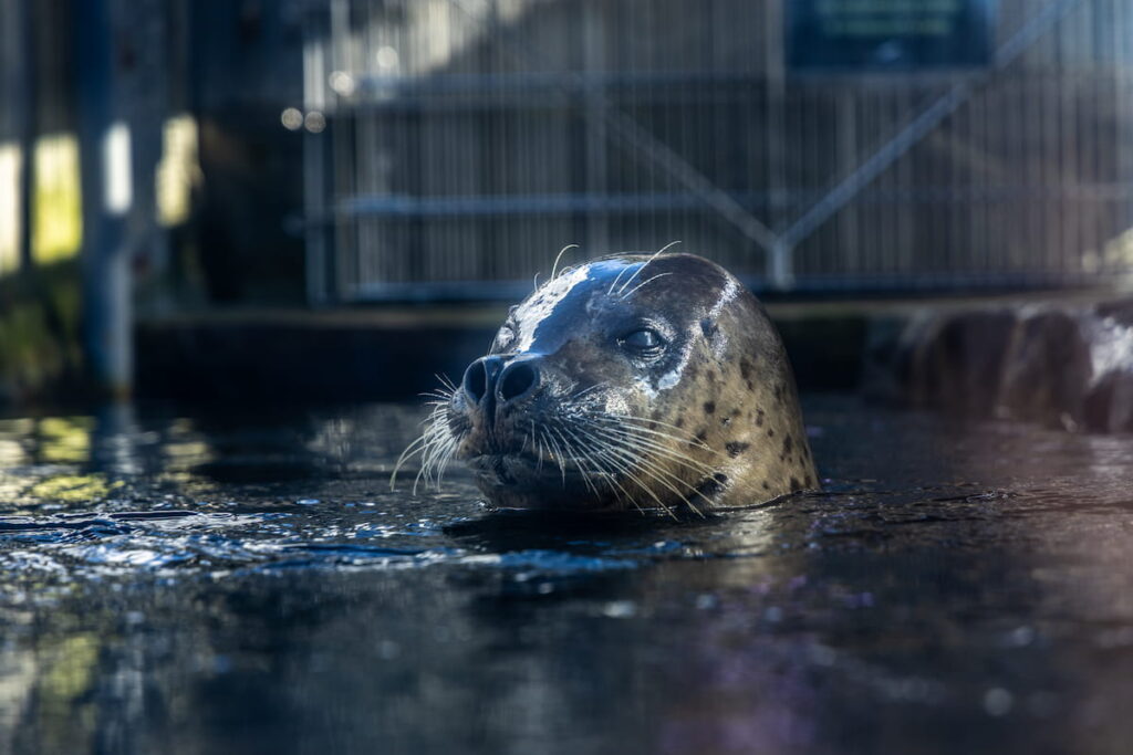 Flounder's head poking out of the water.