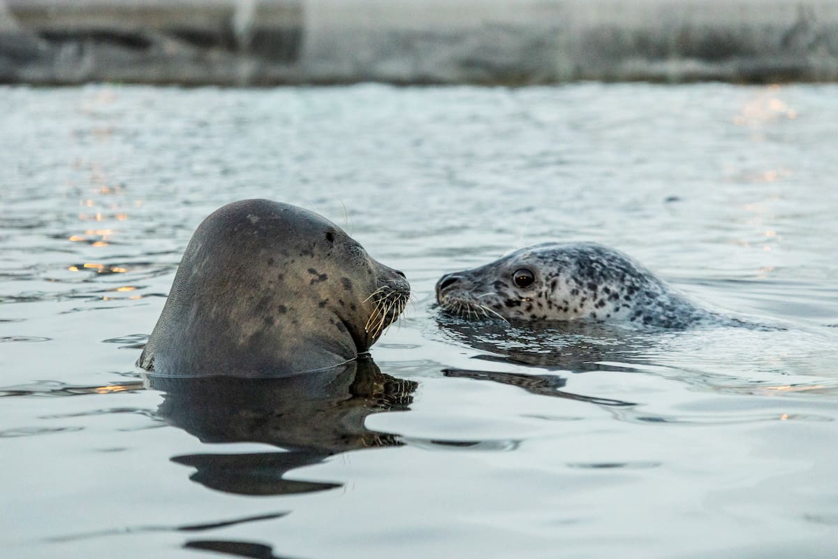 Flounder and Casey poking their heads out of the water.