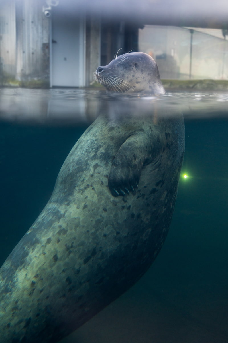 Flounder bottling in his habitat.