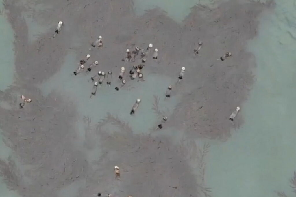 Sea otters floating in a raft.