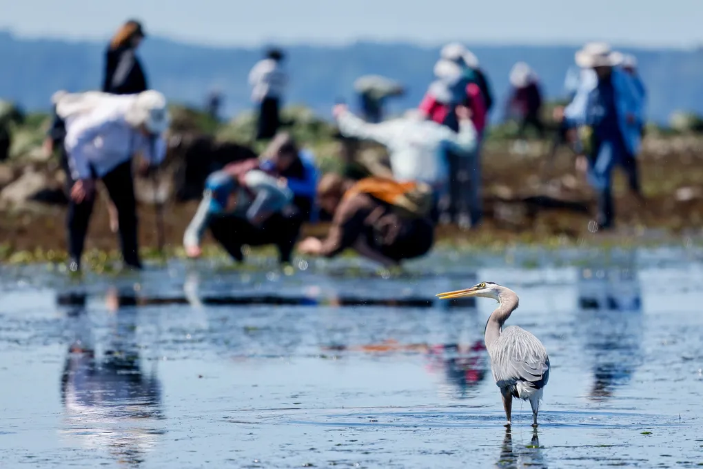 People exploring a beach at low tide. A heron is in the foreground.