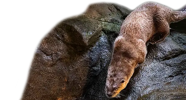 Zweigle, a river otter at the Seattle Aquarium, standing on a rocky portion of the river over habitat with his head and body pointed downwards towards a pond.