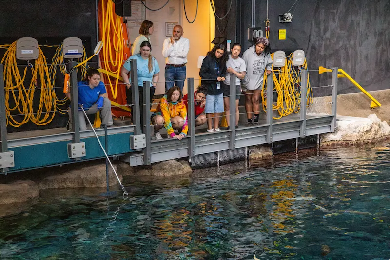 A group of guests attending a behind the scenes tour of the Seattle Aquarium's large tropical Reef habitat. They are standing on the edge of the habitat watching as Seattle Aquarium staff uses a target or feeding pole while working with the animals within the habitat.