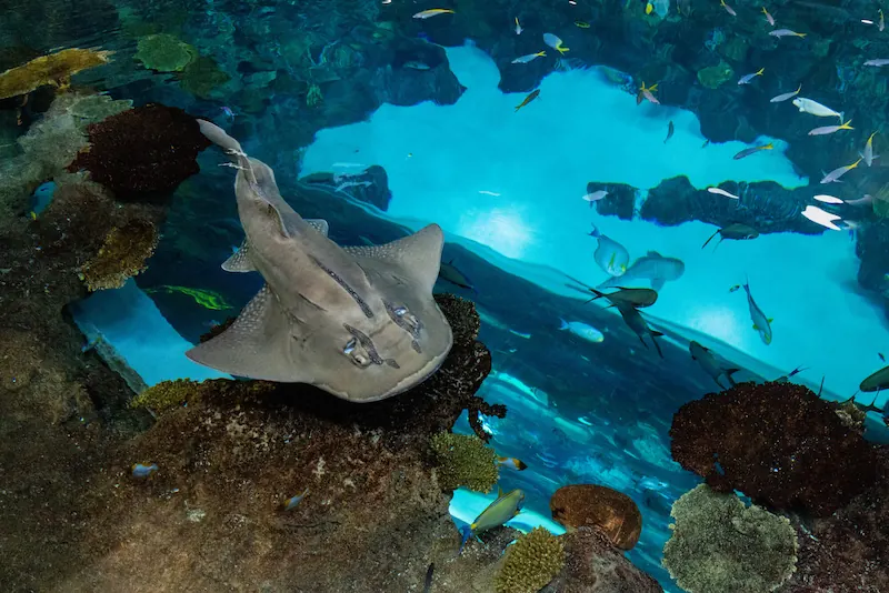 An adult bowmouth guitarfish swimming in the Seattle Aquarium's large Ocean Pavilion habitat, as viewed from above the surface of the habitat. Other tropical fish, rays, and animals are also swimming in the clear water.