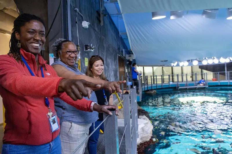 A group of adults participating in the Seattle Aquarium's behind the scenes tour of The Reef habitat inside the Aquarium's Ocean Pavilion building. They are standing on a walkway along the edge of a large tropical waters habitat, pointing to different fish, sharks, and rays.