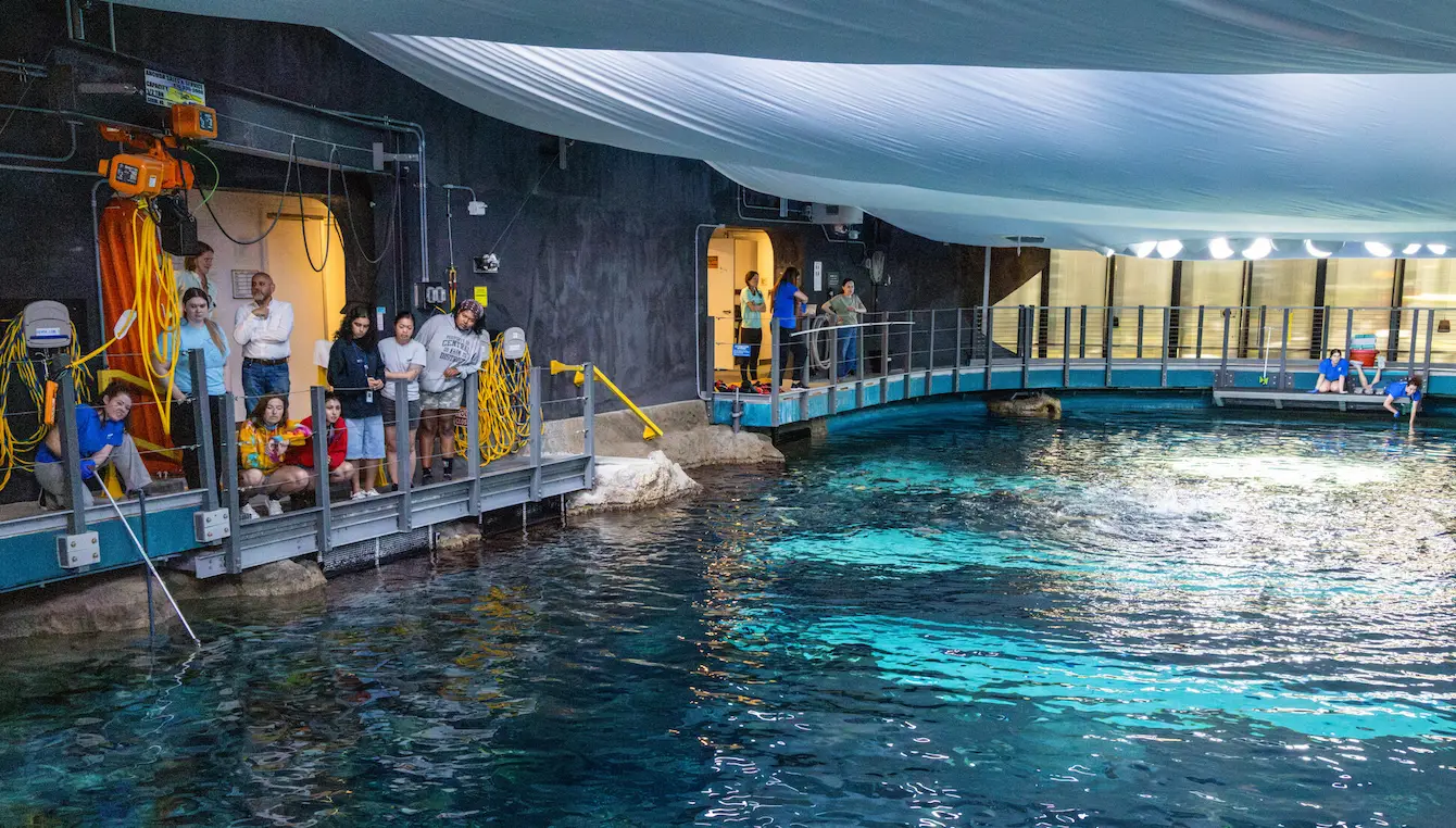 A group of guests attending a behind the scenes tour of the Seattle Aquarium's large tropical Reef habitat. They are standing on the left edge of the habitat watching as Seattle Aquarium staff interact with sharks, rays and other tropical animals.