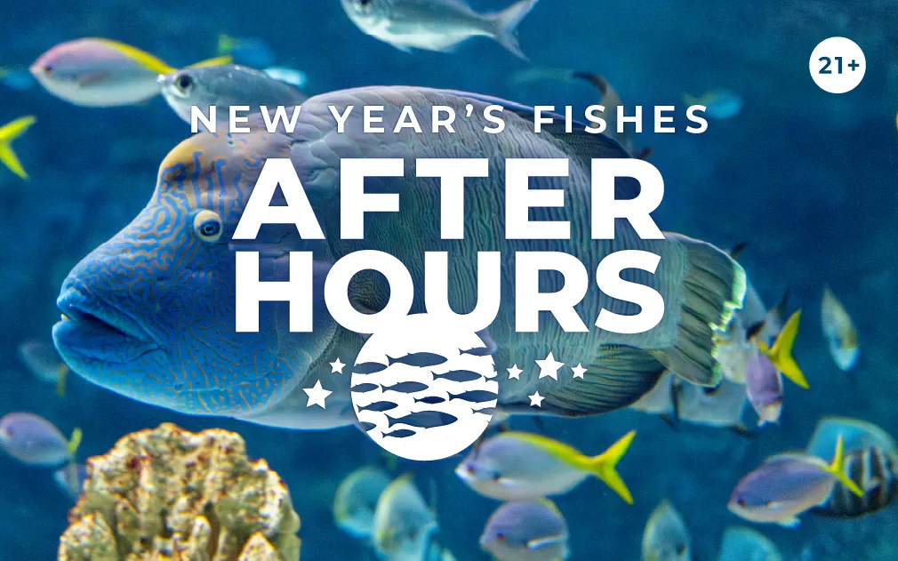 New Year's Fishes After Hours, 21+, with an illustrated graphic of fish and stars. Behind is a photo of a humphead wrasse swimming in front of other tropical fish in a habitat at the Seattle Aquarium.