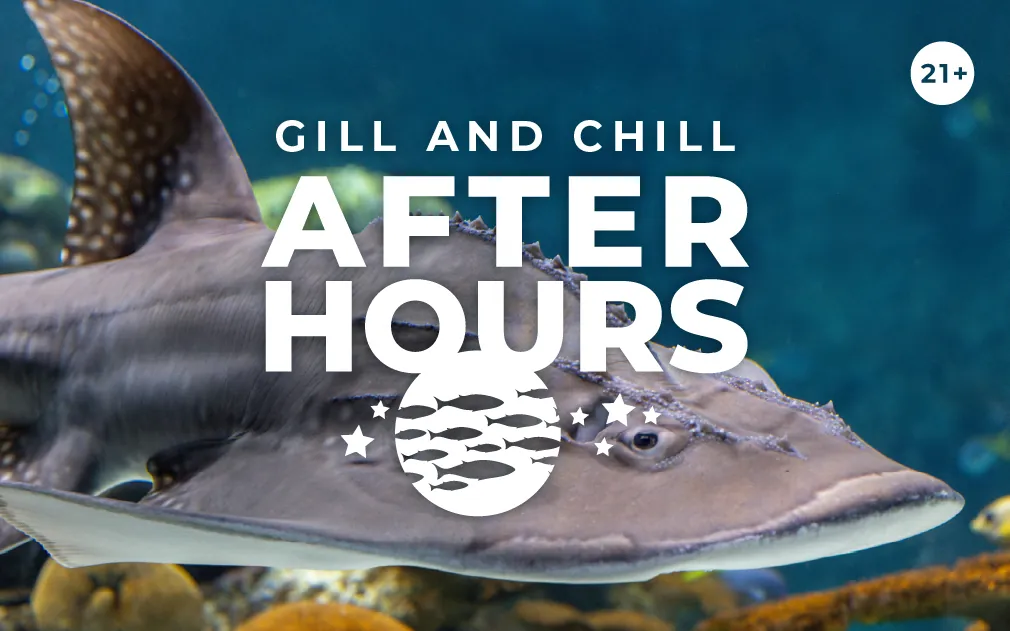 After Hours: Gill and Chill event image