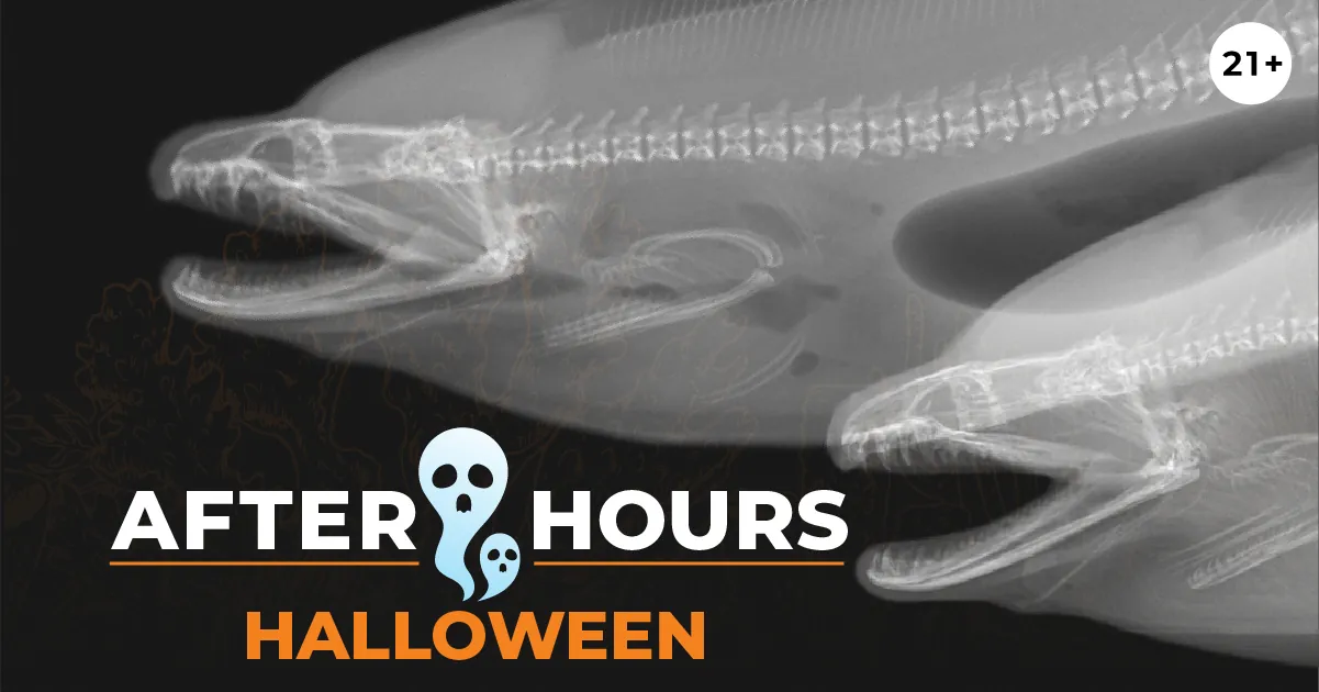 After Hours Halloween, 21+. Two illustrated ghosts along with a x-ray image of a moray eel and a honeycomb eel with open mouths, showing a view of their skeletons.