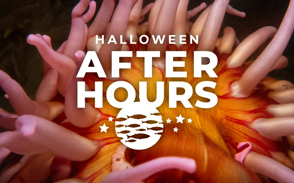 After Hours Premier: Halloween event image