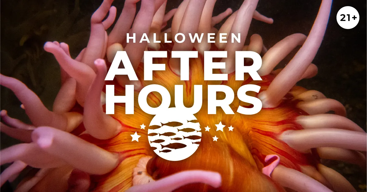 A colorful anemone underwater viewed close up with tentacles outstretched. Halloween After Hours, 21+, with an illustrated graphic of fish and stars.