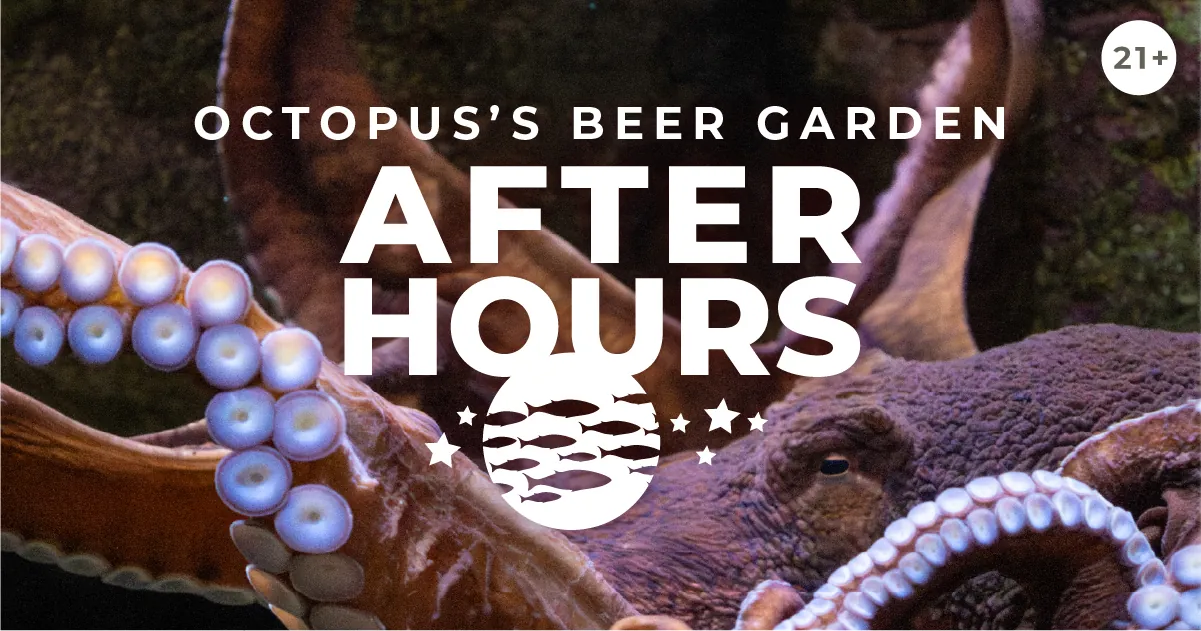 A giant Pacific octopus in it's habitat at the Seattle Aquarium. Octopus's Beer Garden After Hours, 21+, with an illustrated graphic of fish and stars.