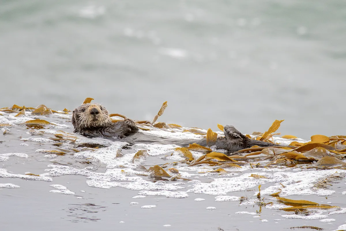 A wild sea otter floating on its back in a kelp bed on the surface of the ocean.