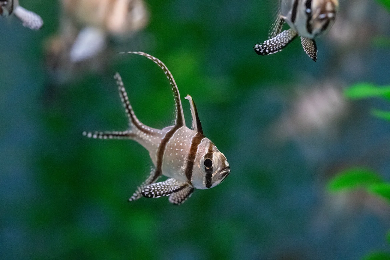 A cardinalfish with a silver body, bold black vertical stripes, white spots, and long, flowing fin rays swims in its habitat.