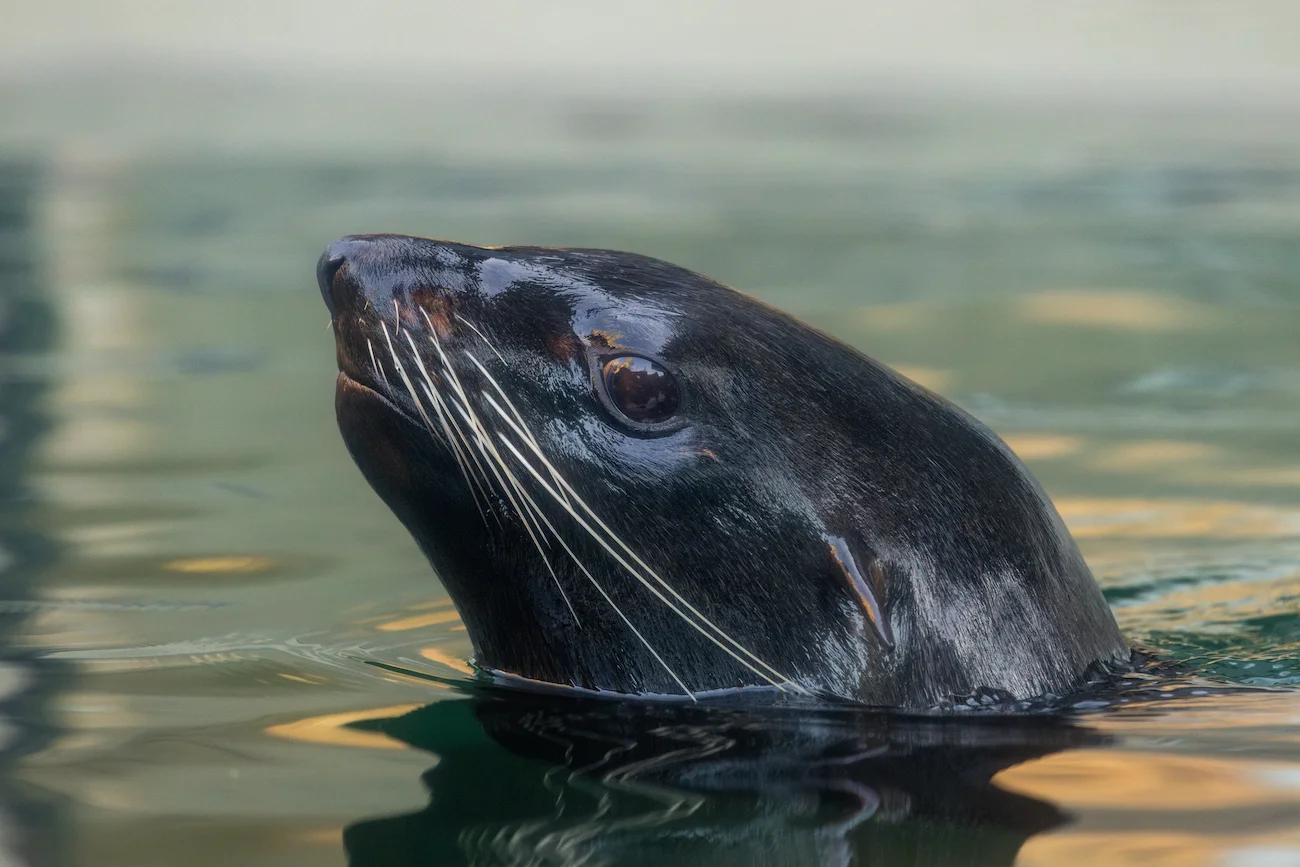 A northern fur seal lifts its head out of the water.
