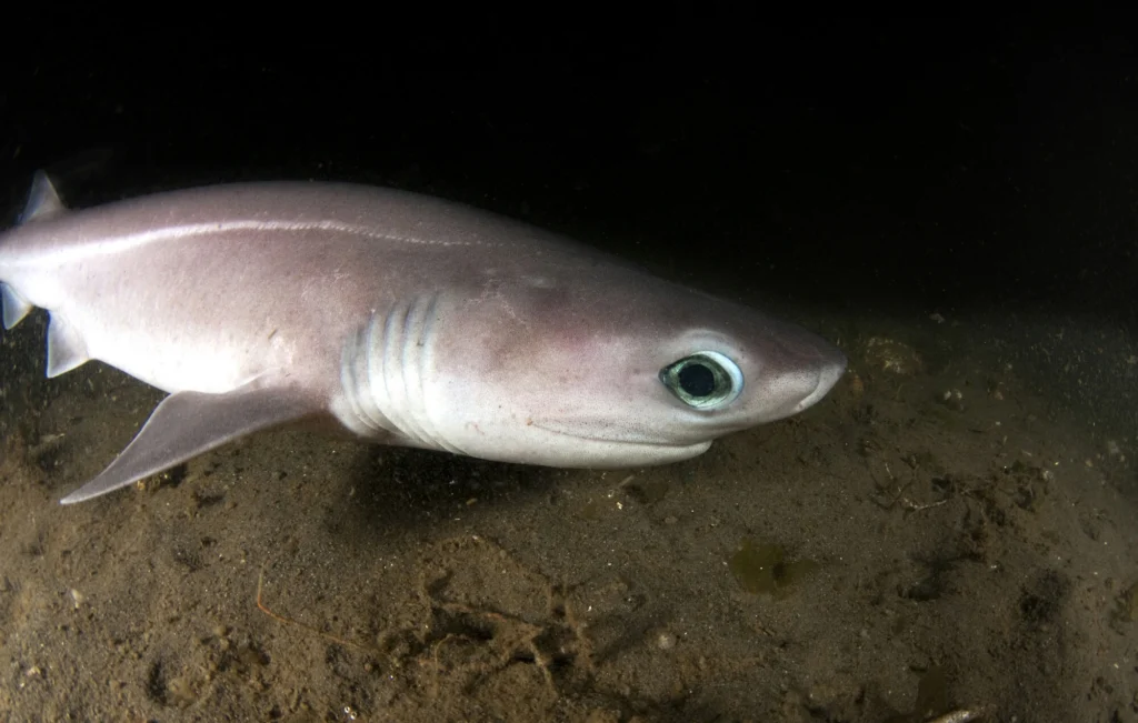 A sixgill shark glides along the sandy ocean floor and peers at the camera with large teal eyes.