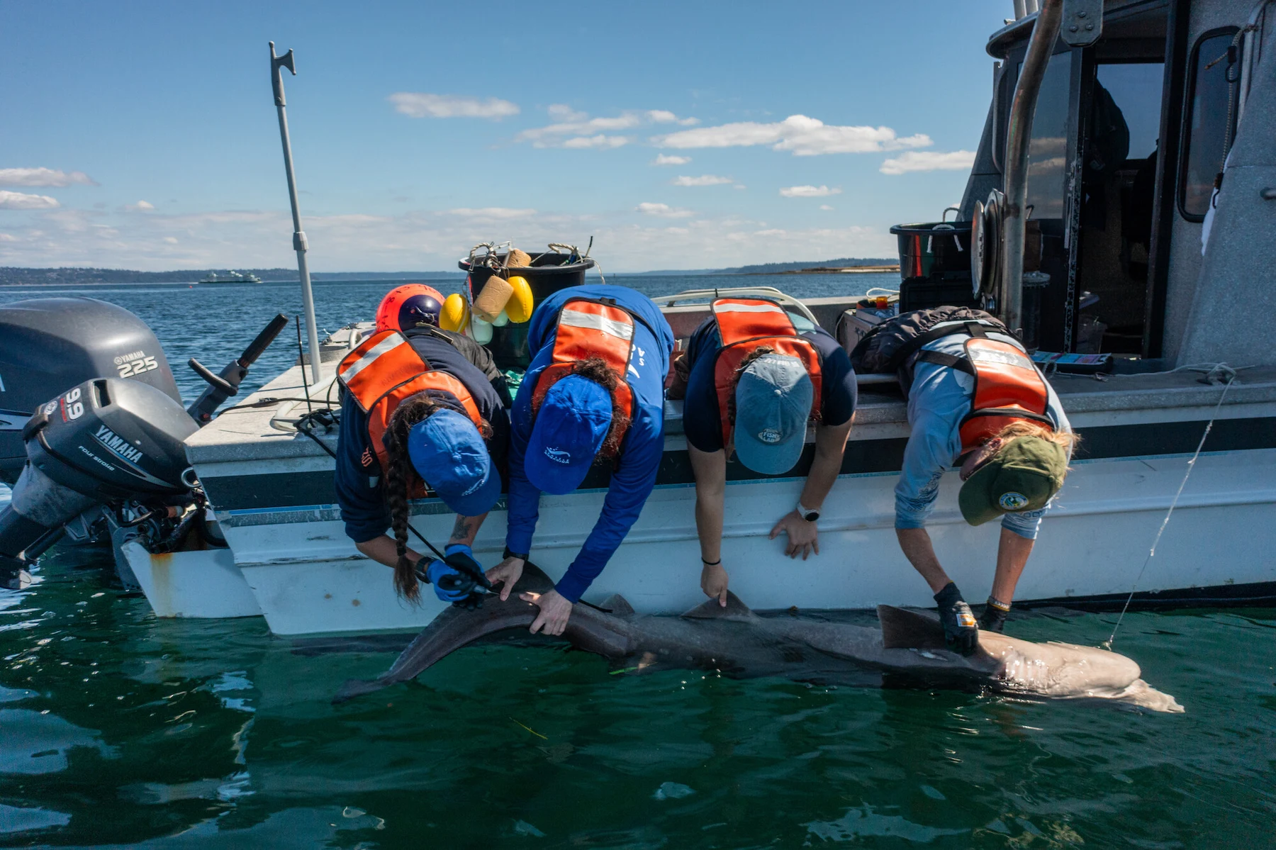 The research team hangs off the side of a boat to collect a sample from a sixgill shark at the water's surface.
